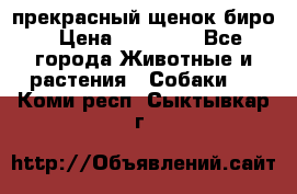 прекрасный щенок биро › Цена ­ 20 000 - Все города Животные и растения » Собаки   . Коми респ.,Сыктывкар г.